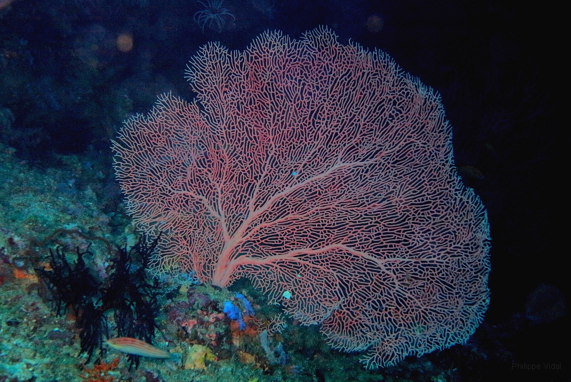 IMG_0287rf_Maldives_Madoogali_Plongee 2_Vihamaafaru_Gorgone_Subergorgia mollis.jpg